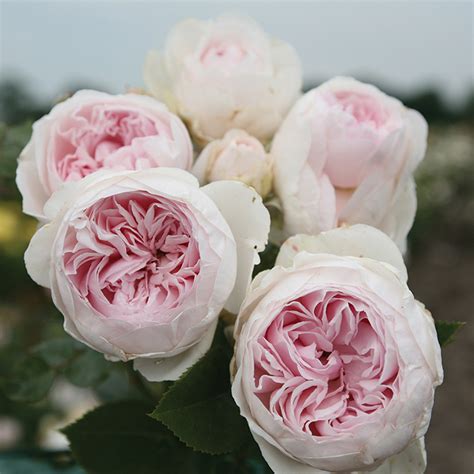 earth angel floribunda rose.